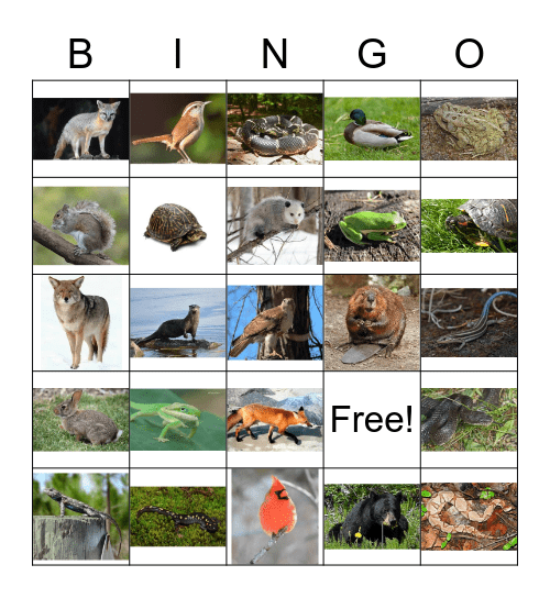 Urban Native Wildlife Bingo Card