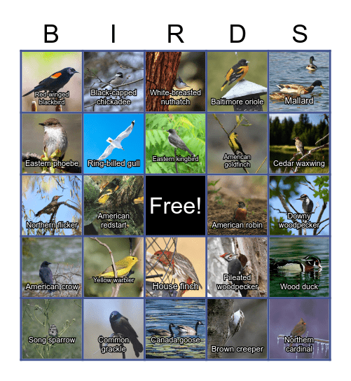 Ottawa River Watershed Bird Bingo Card