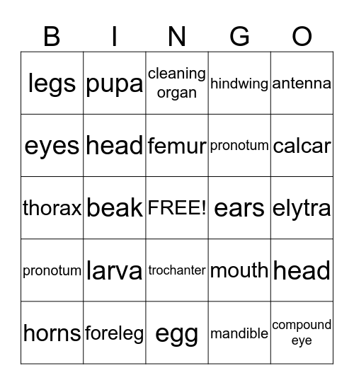 Bug BINGO Card