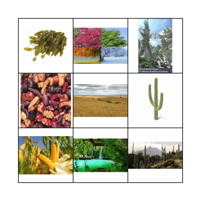 Plant Habitats Bingo Card