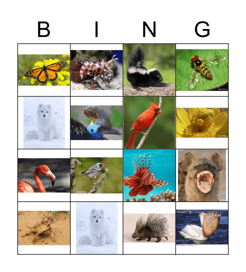 Adaptations Bingo Game Bingo Card