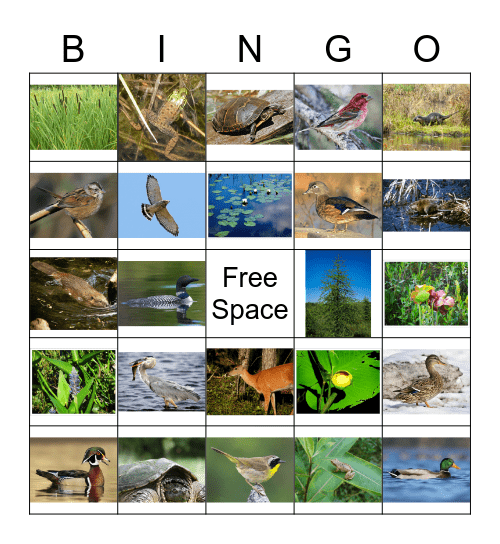 Wetlands Bingo Card
