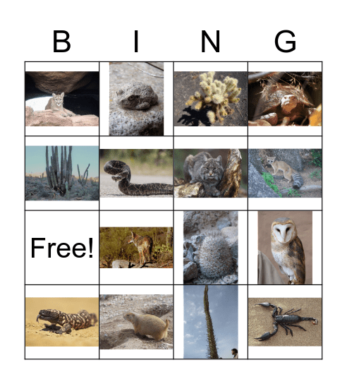 Sonoran Desert Bingo Card