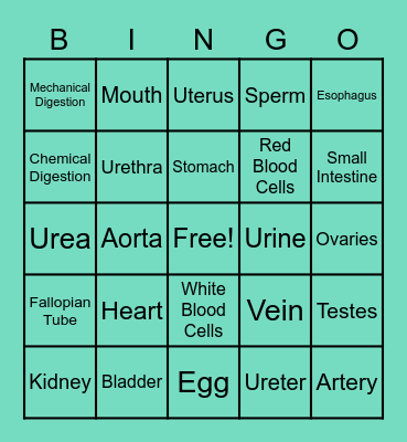 Human Body Systems Review #1 Bingo Card