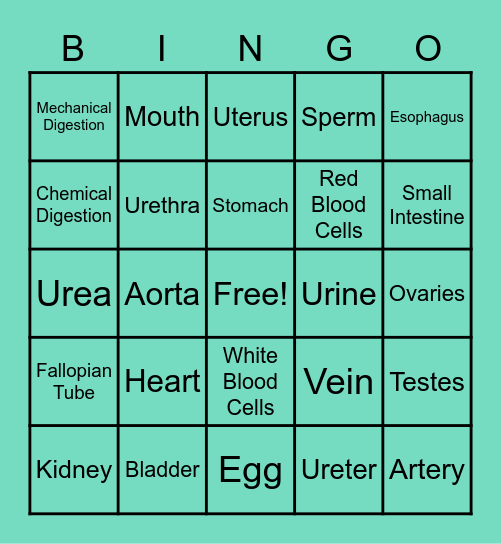 Human Body Systems Review #1 Bingo Card