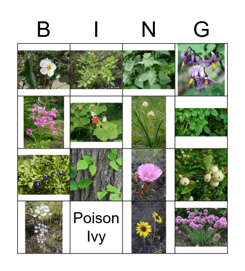 Plants Bingo Card