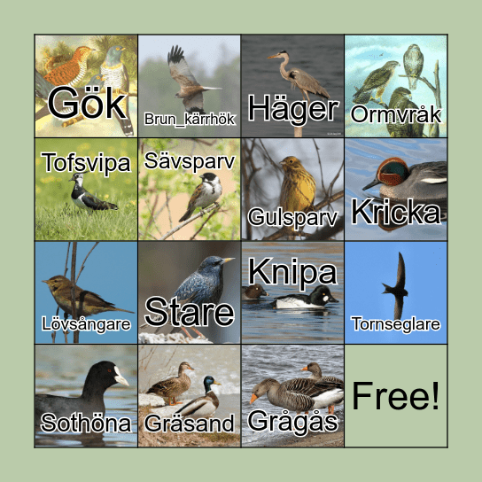 Bioblitz Linné - fåglar Bingo Card