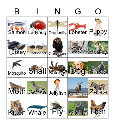 Animals Bingo Card