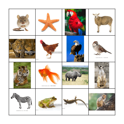 Animals Bingo Card