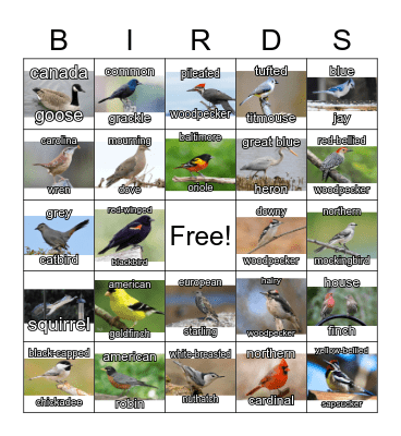 Birding Bingo Card