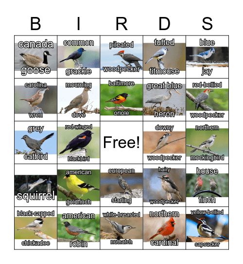 Birding Bingo Card