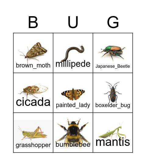 Advanced BUG BINGO! Bingo Card