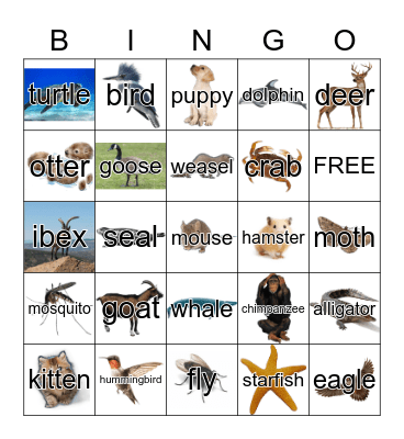 Animals Bingo Card