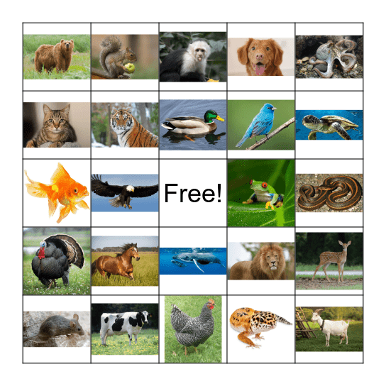 Accell-ent Animals Bingo Card