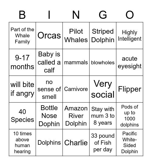 Dolphins Bingo Card