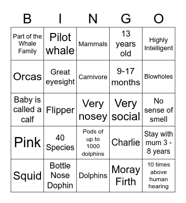 Dolphins Bingo Card