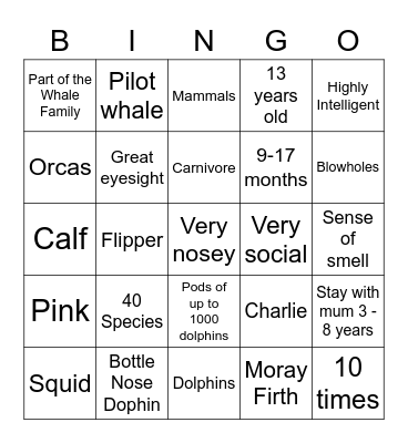 Dolphins Bingo Card
