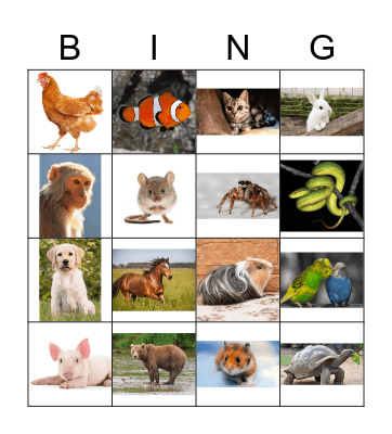 Animals Bingo Card