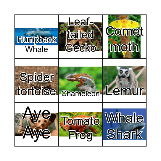 Madagascar Wildlife Bingo Card