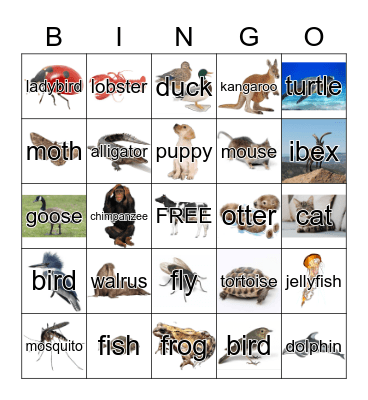 Animals Bingo Card