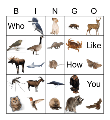 Animals Bingo Card