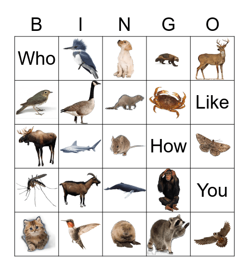 Animals Bingo Card