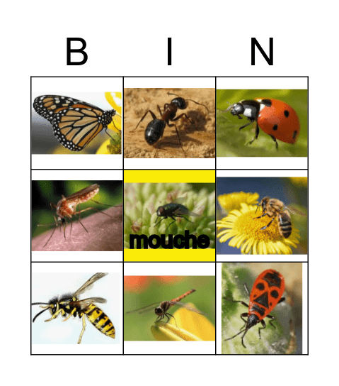 Bio Bingo Insectes Bingo Card