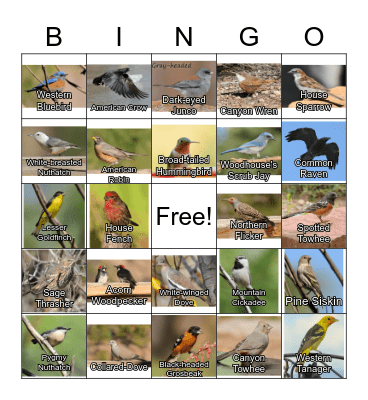 Los Alamos Bird Bingo Card