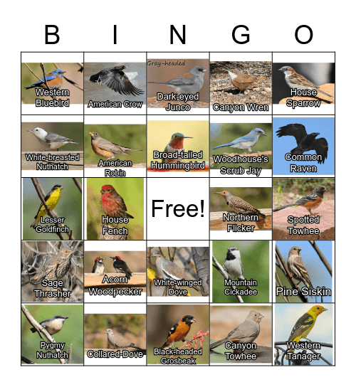 Los Alamos Bird Bingo Card