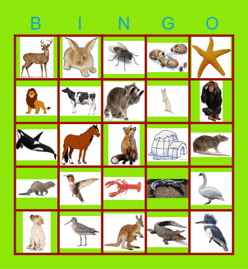 Animals Bingo Card