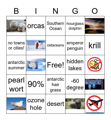 Antarctica Bingo Card