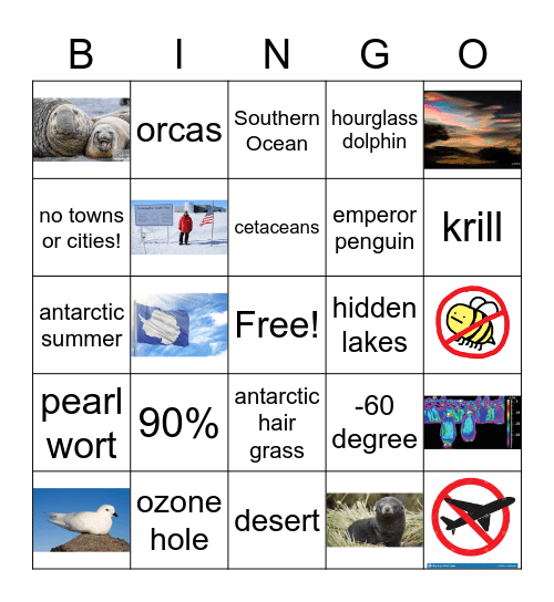 Antarctica Bingo Card