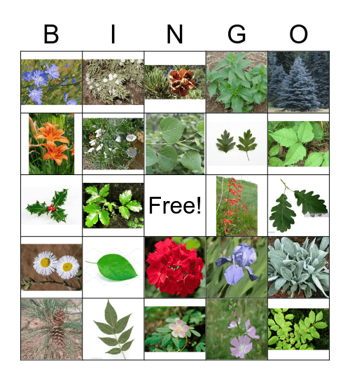 Mogollon Rangers Plant Identification Bingo Card