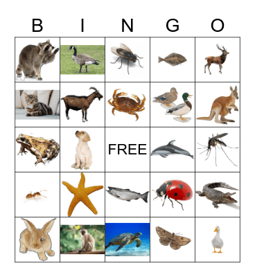 Animals Bingo Card