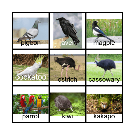 BIRDS Bingo Card