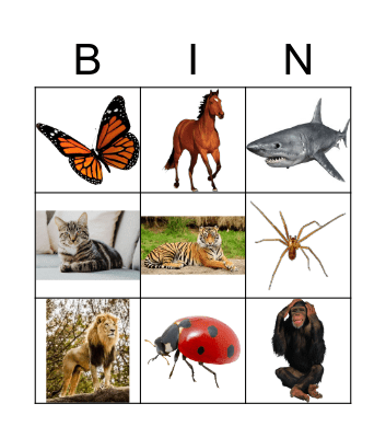 Animals Bingo Card