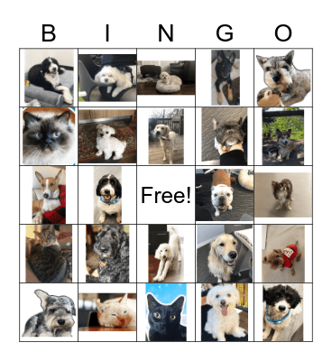 Our Pets Bingo Card