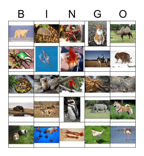 Animals Bingo Card