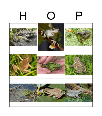 Frog Call Bingo Card