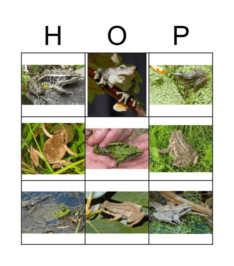 Frog Call Bingo Card