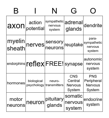 AP Psych Ch 3A: Neural Processing & Endocrine System Bingo Card