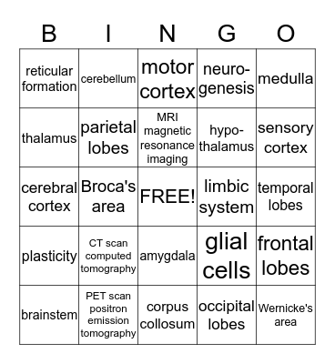 AP Psych Ch 3B: The Brain Bingo Card