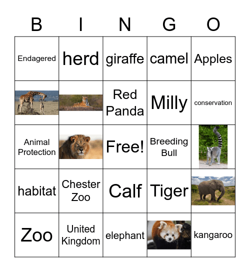 Chester Zoo Bingo Card