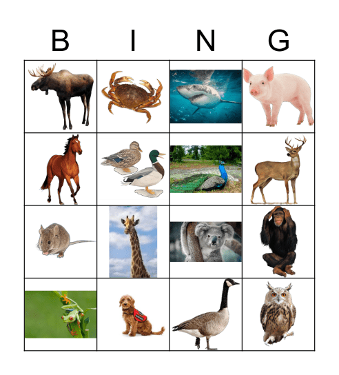 Alanon Animals Bingo Card