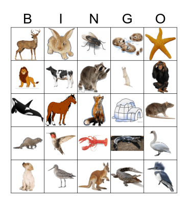 Animals Bingo Card