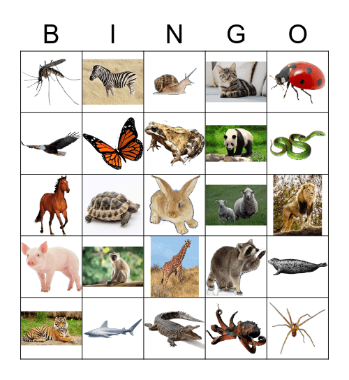 Animals Bingo Card