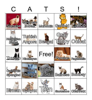 Scen Qual Cat Bingo! Bingo Card