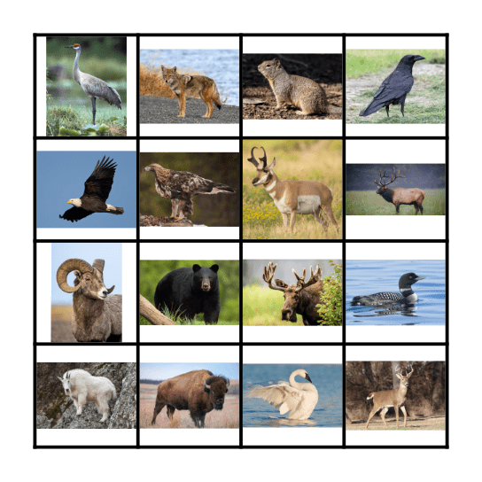 YELLOWSTONE 2020 Bingo Card