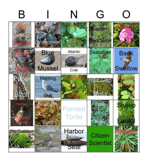 INaturalist Bingo Card