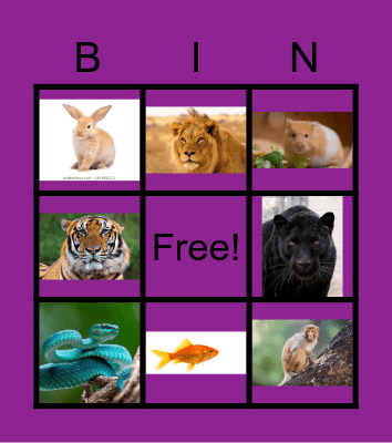 PETS AND BIG CATS Bingo Card